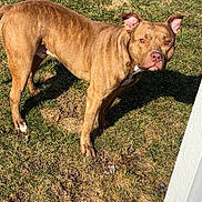 Zeus is registered to the contest to win money with this photo: alert, animal, background, brown_dog, canine, daylight, dog, domestic, ears, fur, grass, lawn, mammal, nature, outdoor, pet, shadow, standing, sunlight, watchful