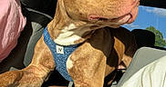 Zeus is registered to the contest to win money with this photo: dog, brown_dog, pet, car_interior, car_seat, sunlight, blue_harness, window, nature, person, white_shirt, armrest, looking_outside, daylight, ears_up, closeup, canine, relaxed, travel, vehicle