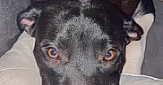 Atlas is registered to the contest to win money with this photo: dog, black_dog, pet, animal, close_up, face, eyes, cushion, quilted, resting, indoor, cozy, calm, gentle, portrait, canine, fur, snout, ears, looking