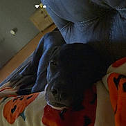 Atlas is registered to the contest to win money with this photo: dog, black_dog, sleeping, blanket, pumpkin_pattern, couch, indoor, resting, cozy, furniture, home, relaxation, calm, quiet, pet, animal, comfort, leather_couch, dim_light, nap