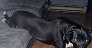 Atlas joined the competition — help win amazing prizes! animal, black_and_white, canine, couch, curious, dog, domestic, ears, flooring, furniture, household, indoor, legs, living_room, looking, pet, stretching, tail, wall, wooden_floor