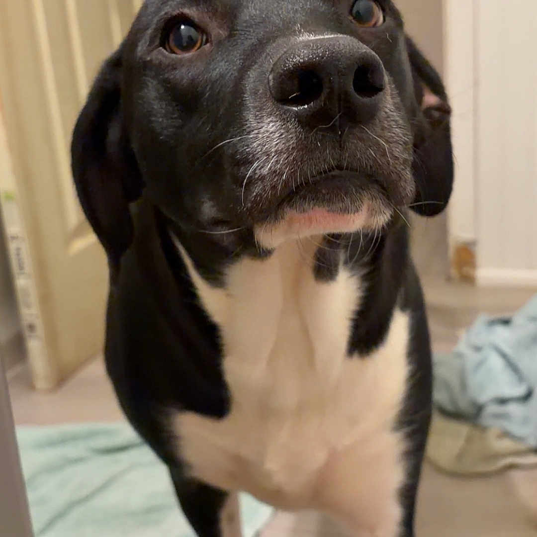 Atlas