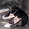 Atlas joined the competition — help win amazing prizes! dog, puppy, black_and_white, couch, pillow, indoor, relaxed, pet, animal, furniture, resting, canine, home, laying_down, comfortable, cute, young_dog, cozy, living_room, domestic_animal