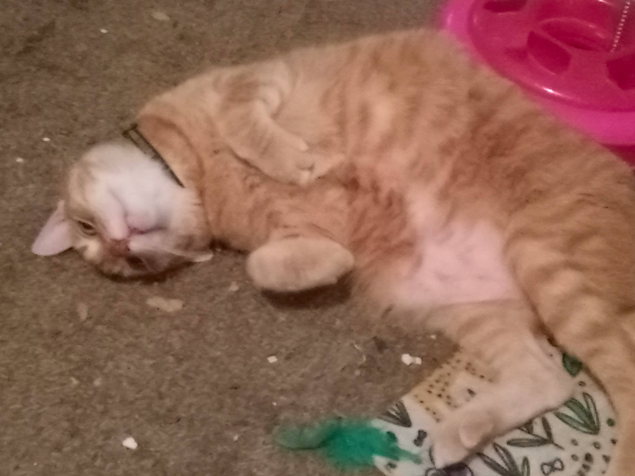 Garfield is registered to the contest to win money with this photo: carnivore, cat, cat_supply, claw, comfort, curious, domestic_short_haired_cat, fawn, felidae, fur, mammal, nap, paw, pet_supply, small_to_medium_sized_cats, snout, tail, terrestrial_animal, vertebrate, whiskers