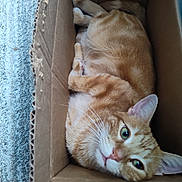 Chase joined the competition — help win amazing prizes! cat, orange_tabby, cardboard_box, pet, feline, indoor, relaxed, curious, green_eyes, fur, whiskers, cozy, snug, texture, box_edge, carpet, close_up, animal, cute, resting