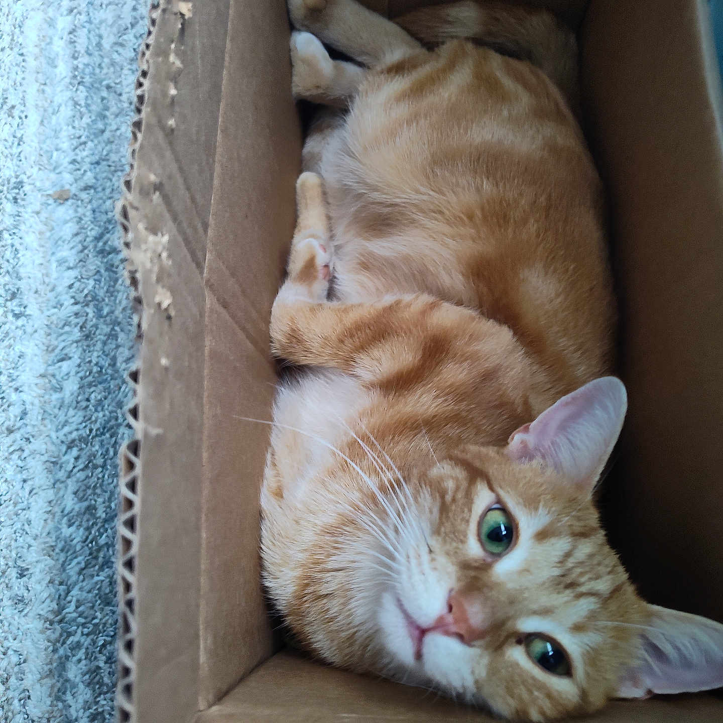 Chase joined the competition — help win amazing prizes! cat, orange_tabby, cardboard_box, pet, feline, indoor, relaxed, curious, green_eyes, fur, whiskers, cozy, snug, texture, box_edge, carpet, close_up, animal, cute, resting