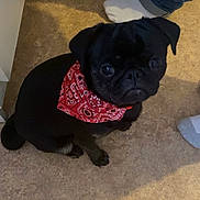 Valka participe au concours pour gagner de l'argent avec cette photo : animal, bandana, black_dog, companion, cute, dog, domestic_animal, floor, indoor, jeans, looking_up, person, pet, portrait, pug, red_bandana, shadow, small_dog, socks, waiting