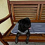 Valka a rejoint le concours — aidez-le/la à gagner de superbes lots ! animal, bench, black_dog, curious, cushion, cute, dog, floor, fur, outdoor, pet, pug, puppy, resting, small_dog, striped_cushion, tile_floor, tongue_out, wall, wooden_bench
