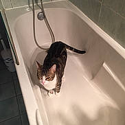 Titi a rejoint le concours — aidez-le/la à gagner de superbes lots ! animal, bathroom, bathtub, cat, clean, curious, feline, fixture, floor, home, indoor, pet, plumbing, shower_head, standing, tabby_cat, tile_floor, tiles, wall, white