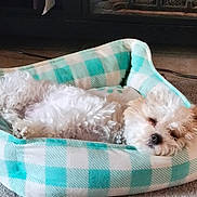 Bella joined the competition — help win amazing prizes! dog, pet_bed, sleeping, white_dog, curled_up, cozy, carpet, indoor, resting, fluffy, small_dog, relaxed, cute, fur, domestic_animal, home, animal, comfort, bed, quiet