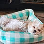 dog, pet_bed, sleeping, white_dog, curled_up, cozy, carpet, indoor, resting, fluffy, small_dog, relaxed, cute, fur, domestic_animal, home, animal, comfort, bed, quiet