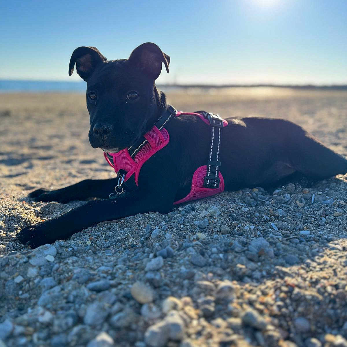 Vixy participe au concours pour gagner de l'argent avec cette photo : accessories, animal, beach, canine, cloud, coast, dog, horizon, nature, outdoors, pebble, pet, puppy, rock, sea, shoreline, sky, soil, sun, water