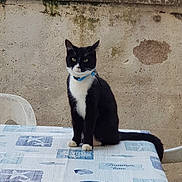 Junior participe au concours pour gagner de l'argent avec cette photo : cat, black_and_white, collar, table, tablecloth, outdoor, wall, rustic, animal, pet, sitting, feline, domestic_animal, fur, whiskers, ears, tail, face, eyes, background