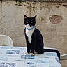 animal, background, black_and_white, cat, collar, domestic_animal, ears, eyes, face, feline, fur, outdoor, pet, rustic, sitting, table, tablecloth, tail, wall, whiskers