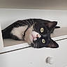 animal, black_and_white, cat, closeup, collar, curious_eyes, cute, domestic_animal, feline, fur, household, indoor, pet, portrait, relaxed, resting, shelf, side_view, tuxedo_cat, whiskers