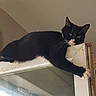 animal, black_and_white_cat, cat, ceiling, climbing, door_frame, feline, fur, glass, indoor, lounging, mischievous, paws, pet, reflection, relaxed, resting, wall, whiskers, window