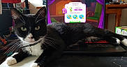 Junior a rejoint le concours — aidez-le/la à gagner de superbes lots ! cat, black_and_white_cat, laptop, computer, indoor, gaming, game_screen, pet, feline, whiskers, collar, table, technology, relaxed, looking_at_camera, domestic_animal, household, close_up, curious, playful
