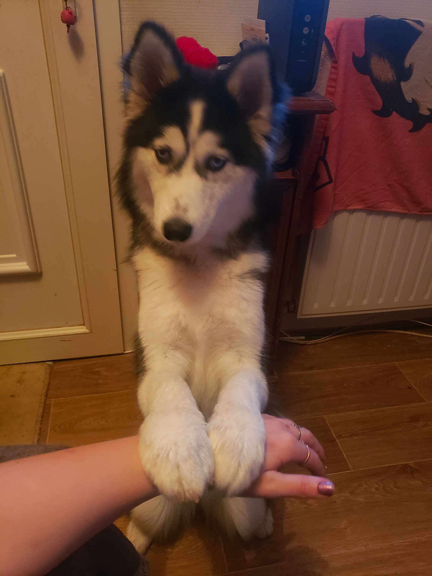 Luna participe au concours pour gagner de l'argent avec cette photo : dog, husky, puppy, paw, hand, indoor, floor, wooden_floor, furry, pet, animal, blue_eyes, cozy, towel, person_hand, cute, domestic, companion, fur, young_dog