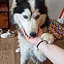 dog, husky, blue_eyes, paw, hand, indoor, wooden_floor, person, fur, pet, animal, affection, cute, friendly, mammal, white, black, face, tongue, playing