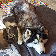 Luna a rejoint le concours — aidez-le/la à gagner de superbes lots ! dog, siberian_husky, blue_eyes, lying_down, fur, indoor, blanket, brown, floor, wooden_floor, mat, colorful, heart_pattern, pet, animal, canine, cozy, resting, looking_up, ears