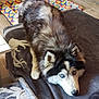 dog, siberian_husky, blue_eyes, lying_down, fur, indoor, blanket, brown, floor, wooden_floor, mat, colorful, heart_pattern, pet, animal, canine, cozy, resting, looking_up, ears