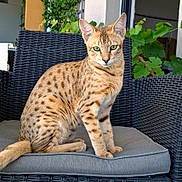 Petou participe au concours pour gagner de l'argent avec cette photo : cat, animal, pet, spotted, green_eyes, sitting, chair, cushion, woven_chair, outdoor, plant, leaf, feline, domestic_cat, cute, portrait, fur, whiskers, alert, relaxed