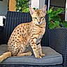 cat, animal, pet, spotted, green_eyes, sitting, chair, cushion, woven_chair, outdoor, plant, leaf, feline, domestic_cat, cute, portrait, fur, whiskers, alert, relaxed