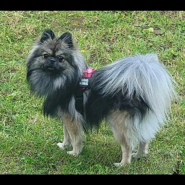 Bentley is registered to the contest to win money with this photo: accessories, affenpinscher, angora, animal, canine, cat, cockerspaniel, collie, dog, eskimodog, grass, lawn, manx, nature, outdoors, papillon, pet, plant, puppy, vegetation