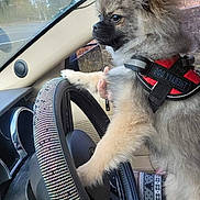 Bentley is registered to the contest to win money with this photo: accessories, alloywheel, animal, belt, canine, car, car_interior, carseat, dog, driving, eskimodog, machine, person, pet, puppy, spoke, tire, transportation, vehicle, wheel