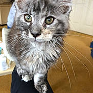 Akela joined the competition — help win amazing prizes! cat, cat_like_mammal, domestic_long_haired_cat, domestic_short_haired_cat, fauna, fur, kitten, maine_coon, nebelung, norwegian_forest_cat, small_to_medium_sized_cats, snout, whiskers