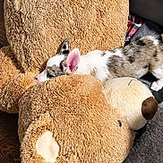 Freya joined the competition — help win amazing prizes! dog, puppy, stuffed_toy, teddy_bear, sleeping, cozy, indoor, floor, rug, wooden_floor, soft_toy, brown, white, black_spots, pet, cute, relaxation, animal, nap, home