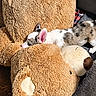dog, puppy, stuffed_toy, teddy_bear, sleeping, cozy, indoor, floor, rug, wooden_floor, soft_toy, brown, white, black_spots, pet, cute, relaxation, animal, nap, home
