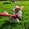 Freya joined the competition — help win amazing prizes! puppy, dog, grass, leash, outdoor, sunlight, playful, ears, curious, young_dog, pet, nature, greenery, backyard, fence, animal, canine, cute, summer, daylight