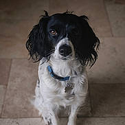 Ulka a rejoint le concours — aidez-le/la à gagner de superbes lots ! dog, black_and_white, collar, pet, animal, sitting, floor, indoor, tile, fur, ears, eyes, cute, portrait, companion, mammal, domestic, looking_up, tag, whiskers