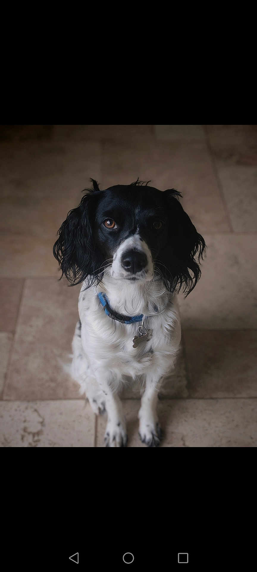 Ulka a rejoint le concours — aidez-le/la à gagner de superbes lots ! dog, black_and_white, collar, pet, animal, sitting, floor, indoor, tile, fur, ears, eyes, cute, portrait, companion, mammal, domestic, looking_up, tag, whiskers