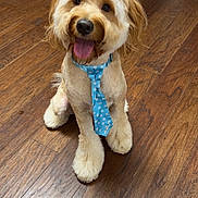 Trufflr is registered to the contest to win money with this photo: dog, puppy, blue_tie, tongue_out, happy, wooden_floor, indoor, pet, groomed, cute, sitting, fur, canine, kitchen, flooring, domestic_animal, playful, animal, companion, smiling