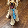 dog, puppy, blue_tie, tongue_out, happy, wooden_floor, indoor, pet, groomed, cute, sitting, fur, canine, kitchen, flooring, domestic_animal, playful, animal, companion, smiling