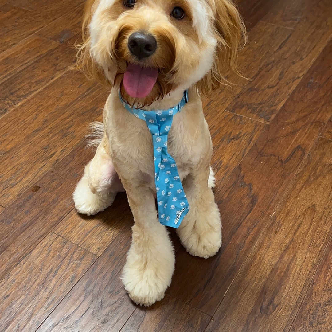Trufflr is registered to the contest to win money with this photo: animal, blue_tie, canine, companion, cute, dog, domestic_animal, flooring, fur, groomed, happy, indoor, kitchen, pet, playful, puppy, sitting, smiling, tongue_out, wooden_floor