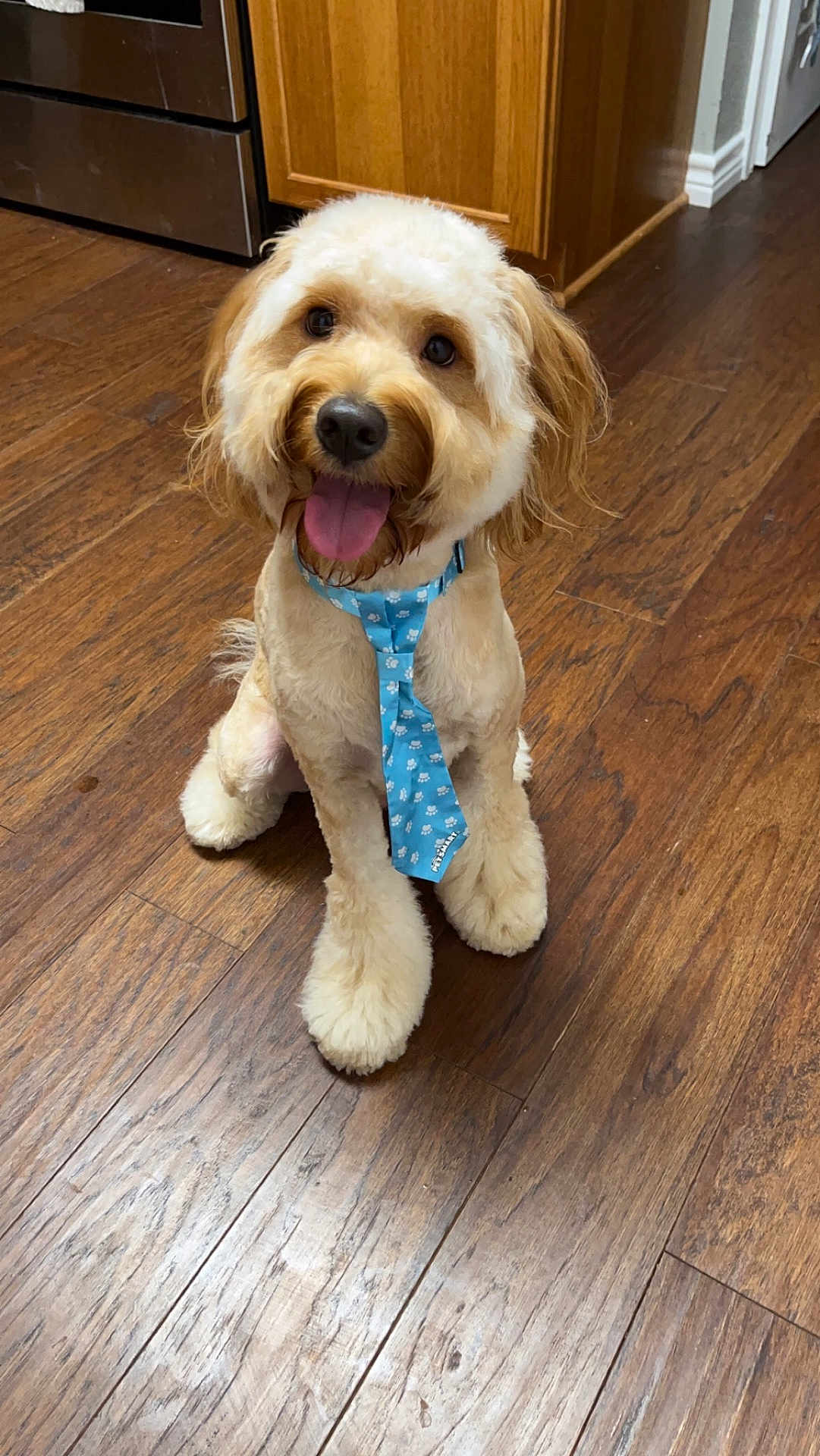 Trufflr is registered to the contest to win money with this photo: dog, puppy, blue_tie, tongue_out, happy, wooden_floor, indoor, pet, groomed, cute, sitting, fur, canine, kitchen, flooring, domestic_animal, playful, animal, companion, smiling
