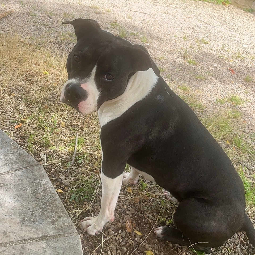 Stella a rejoint le concours — aidez-le/la à gagner de superbes lots ! animal, bostonbull, bulldog, canine, city, dog, grass, green, herbal, herbs, path, pet, plant, pottedplant, puppy, road, rock, street, urban, vegetation