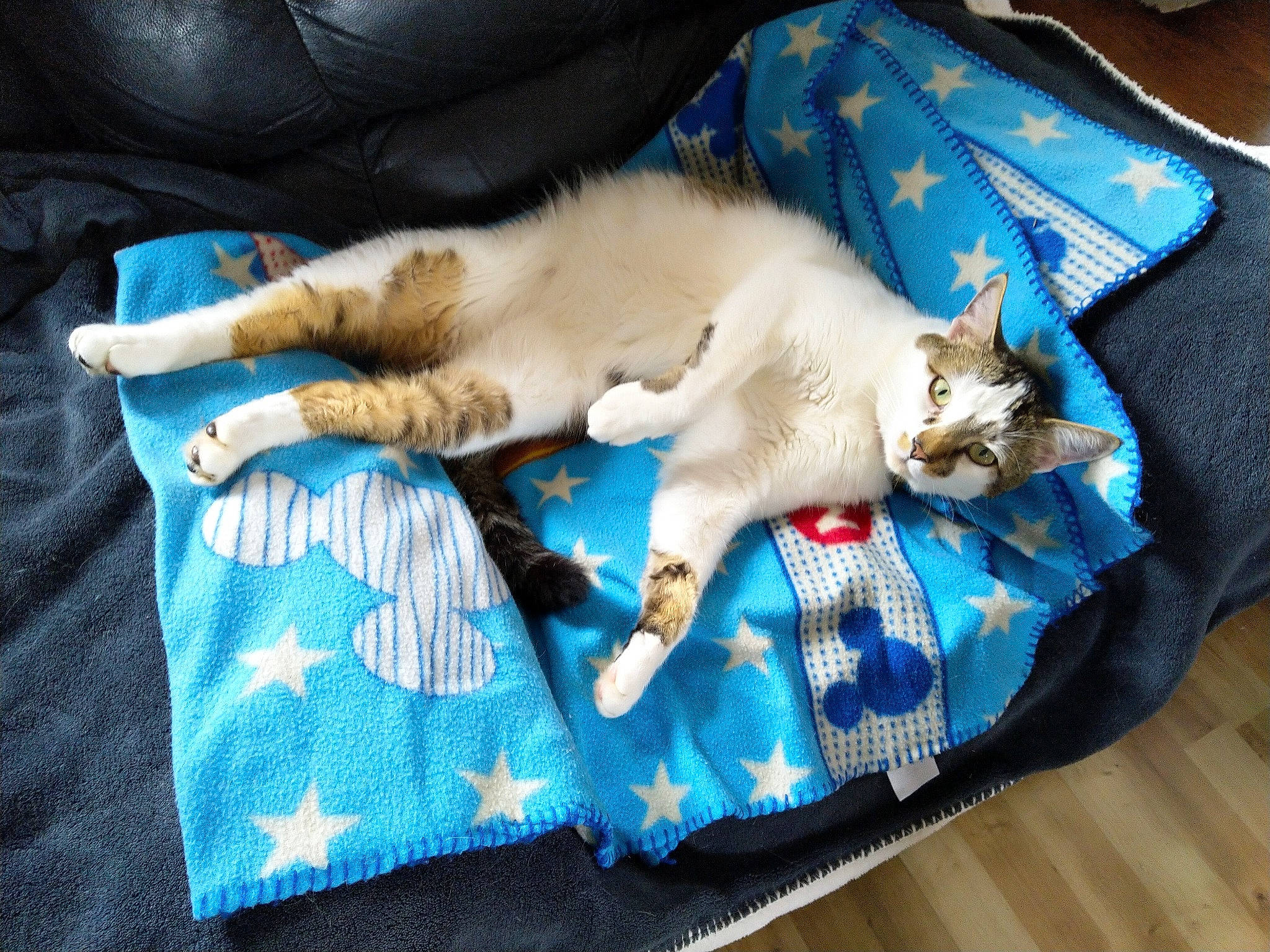 Robin is registered to the contest to win money with this photo: blanket, burmilla, canidae, carnivore, cat, colorpoint_shorthair, fawn, felidae, kitten, linens, nap, paw, polydactyl_cat, singapura, small_to_medium_sized_cats