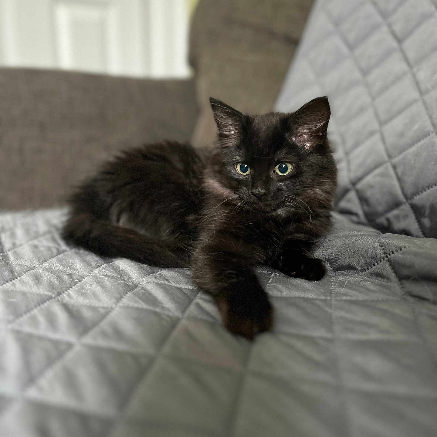 Serephina joined the competition — help win amazing prizes! abyssinian, animal, bed, bedroom, blackcat, blanket, cat, computer, couch, cushion, electronics, furniture, homedecor, indoors, kitten, manx, pet, quilt, room, siamese