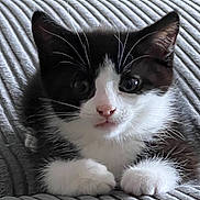 Cat joined the competition — help win amazing prizes! kitten, cat, black_and_white, pet, animal, fur, whiskers, paws, cute, cozy, blanket, indoor, resting, curious, young, feline, domestic_animal, soft, close_up, portrait