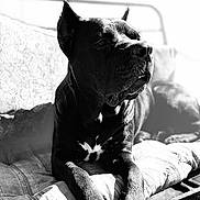 Neena joined the competition — help win amazing prizes! dog, black_dog, cushion, bench, sunlight, portrait, animal, pet, relaxing, resting, indoors, black_and_white, calm, furniture, closeup, paw, muzzle, ears, nostrils, fur
