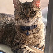 Carol is registered to the contest to win money with this photo: animal, bell, cat, closeup, collar, curious, domestic, ears, face, feline, fur, indoor, mammal, natural_light, pet, portrait, relaxing, tabby, whiskers, windowsill