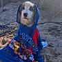 Astro a rejoint le concours — aidez-le/la à gagner de superbes lots ! animal, beach, canine, cute, dog, eyes, fur, grass, hooded_towel, nature, outdoor, paw_patrol, pet, portrait, sand, sitting, snuggled, sunlight, towel, wet_dog