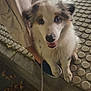 Astro a rejoint le concours — aidez-le/la à gagner de superbes lots ! animal, concrete, dog, fur, happy, human_leg, leash, leaves, looking_up, night, outdoor, pants, person, pet, puppy, shoes, sidewalk, smiling, street, walking