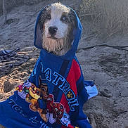 Astro a rejoint le concours — aidez-le/la à gagner de superbes lots ! animal, beach, canine, cute, dog, grass, holiday, hoodie, nature, outdoor, paw_patrol, pet, portrait, relaxed, sand, summer, sunlight, towel, wet, wrapped