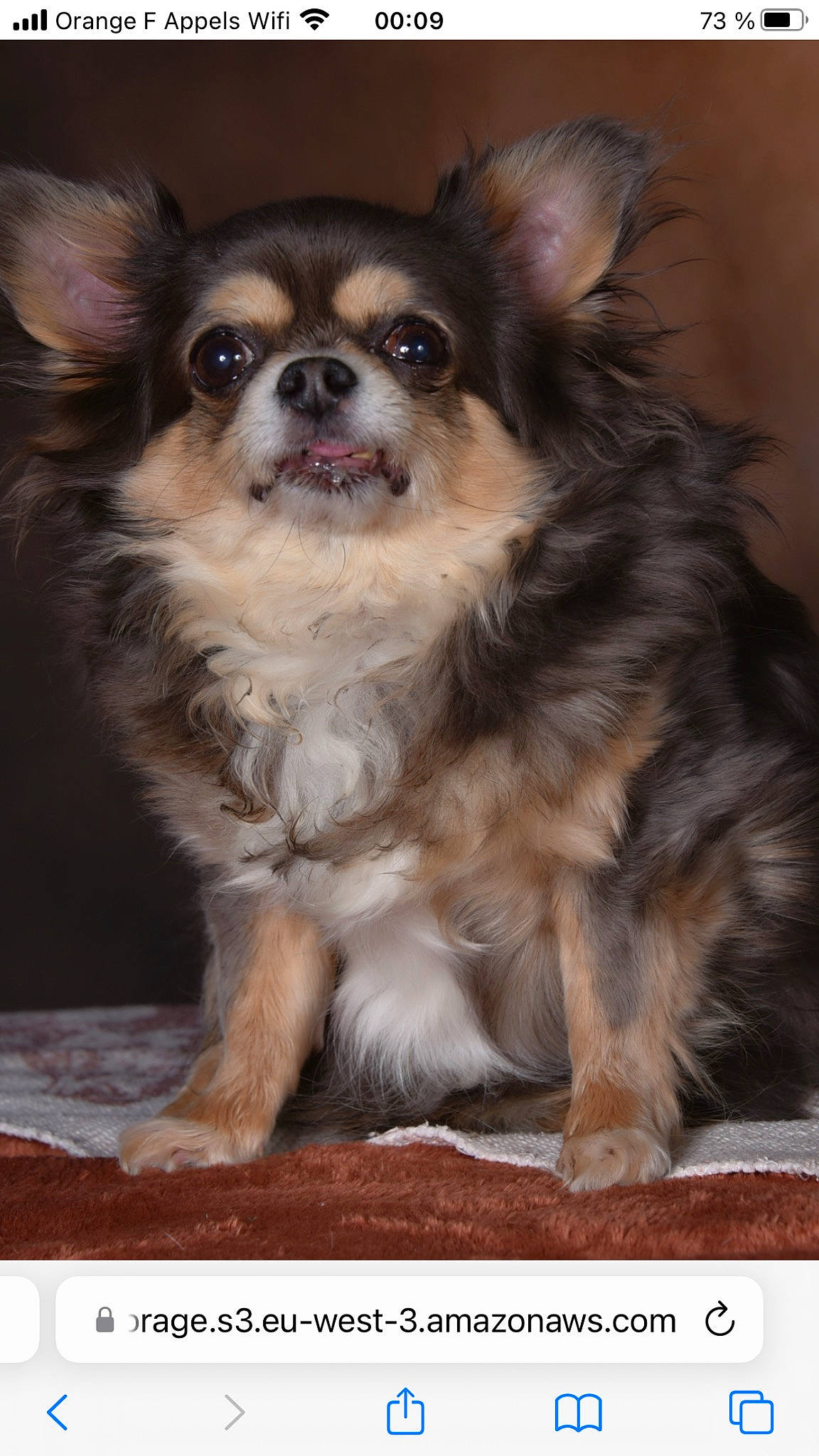 Anais a rejoint le concours — aidez-le/la à gagner de superbes lots ! canidae, carnivore, chihuahua, companion_dog, corgi_chihuahua, dog, dog_breed, dog_supply, fawn, fur, liver, papillon, puppy, small_greek_domestic_dog, snout, sporting_group, terrestrial_animal, toy_dog, whiskers, working_animal