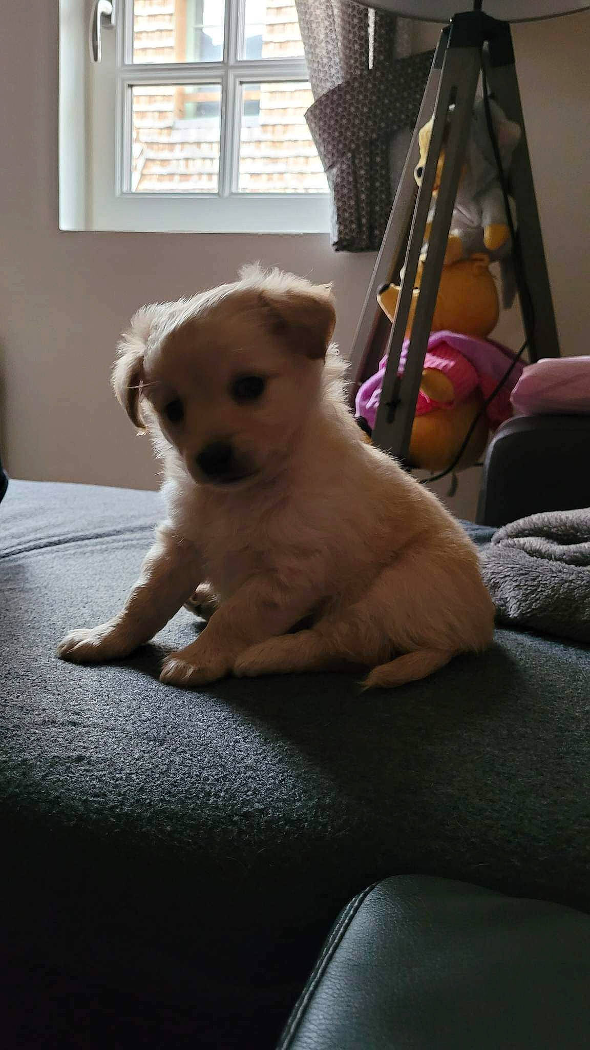 Ruby participe au concours pour gagner de l'argent avec cette photo : canidae, carnivore, comfort, companion_dog, couch, dog, dog_breed, fawn, flooring, fur, lamp, linens, room, small_terrier, sporting_group, terrier, toy_dog, whiskers, wood, working_animal